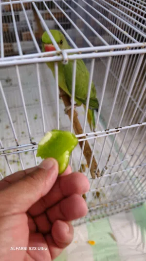 ببغاء دره للبيع