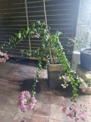 جهنمية طبيعية كبير مزهره بألوان جميلة وصف مهم