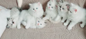 ragadoll bure females & males 45 days used litter box