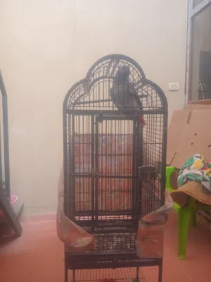 ببغاء كاسكو زنجباري للبيع نظيف