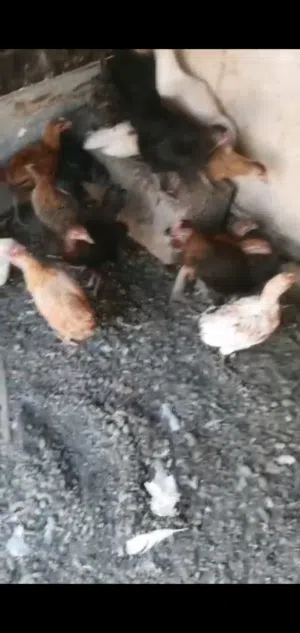 للبيع دجاج عماني