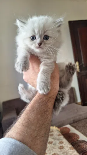 قط نوع هيملايا ذكر