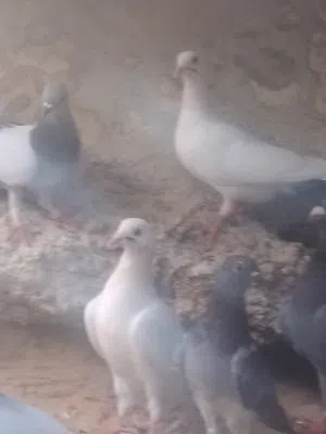 طيور حمام مشكل للبيع