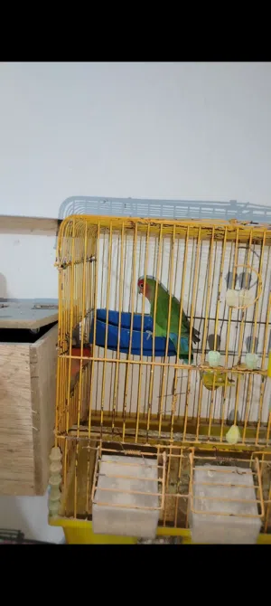 فحل روز ابو فراخ للبيع سبب البيع الطيره هربت ( طارت ) من عندي وربي يبارك لصاحب النصيب موجود في إربد