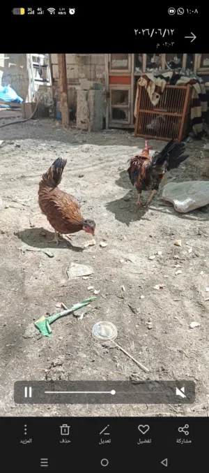 بيع دجاج كوتي شمسي