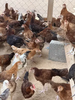 ‏دجاج‏0