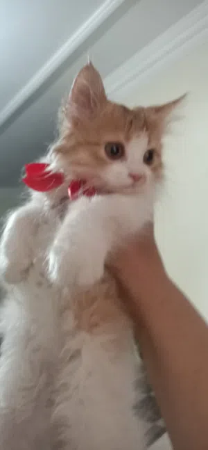 قطط شيرازي للبيع