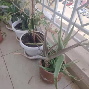 Outdoor plants