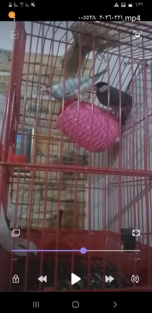 كوبية بودا للبيع