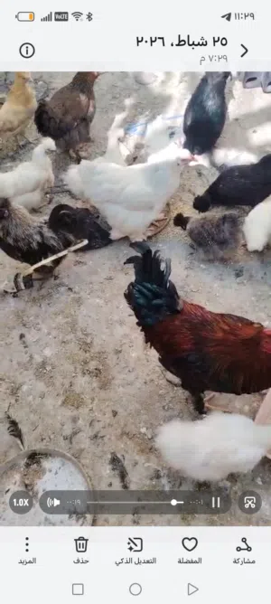 جاج للبيع يلي مش شرا لا يرن جاج مصواف بياض