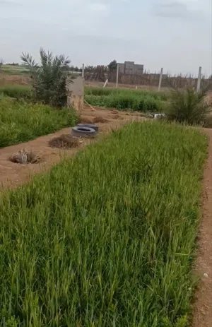 3دوانم الزبير الدواجن