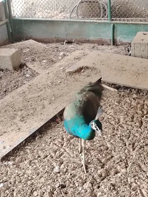 ‏حيوانات وطيور اخرى‏2