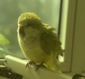 Floki 