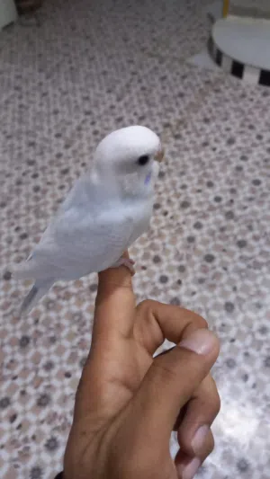 عبدالله 