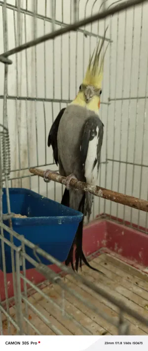 طير كوكتيل ذكر شغال حجم جابو