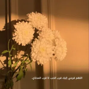 HCT.101 AL Habsi
