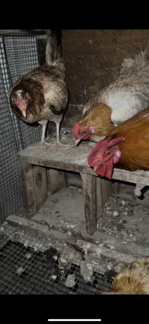 دجاج محليات