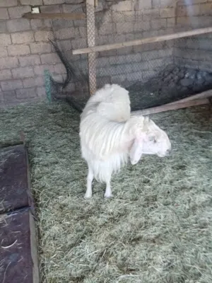 خروف حري للبيع