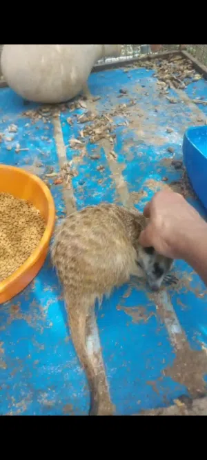 الحمراء الداخليه