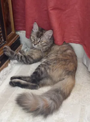 قطه لتبني بصلاله
