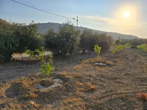 Farm Land for Sale in Amman Naour