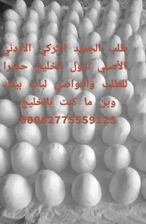 ‏أجبان‏1
