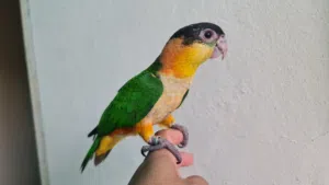 Home Breed Caique Chick 3.5 months old. Started Self Eating. Very friendly. No biting. Local UAE