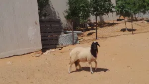 فطيمه وطنيه الله يبارك عمرها ف6شهور سمينه مشالله ميزانها متع تربيه او موس..