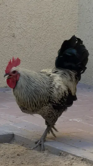 ديوك فيومي و عربي