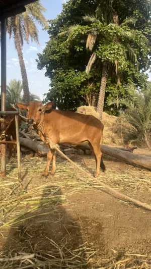 عجله عمانيه