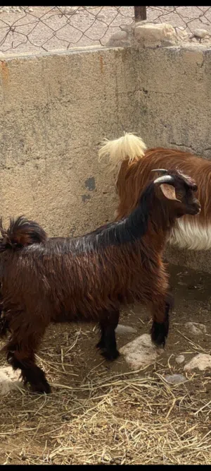 تيس العمر 6 شهور تقريبا