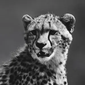 مرتضى 