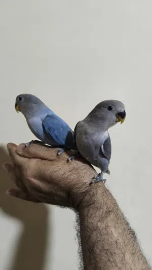 ببغاء روز اليف عدد 2 تناديهم يجوك طيران مفطوم عمر 45 بدون قفص اقرأ التفاصيل