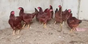 دجاج العسلي الحجم الضخم