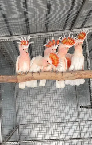 Cockatoos Birds