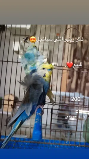 كوبية هكورمو رينبو