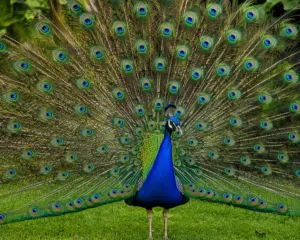 السلام عليكم عندي زوج طاوس فحله هندي /البصره/زبير