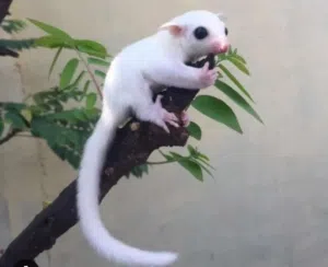 SUGAR GLIDER  MALE AND FEMALE  LEUCISTIC