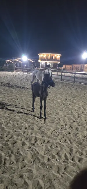 ‏خيل‏1