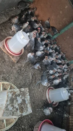 صيصان الفيومي كلاسك