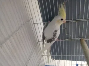 السلام عليكم ورحمه الله وبركاته مطلوب جواز كوكتيل بايد كريمي أو وايت فيس أو بايد اللبينو