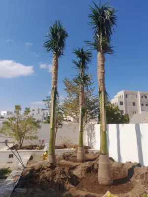 رويال بالم وزينه ومثمر