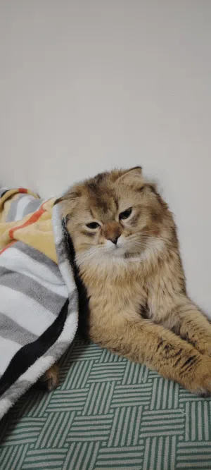 Leoo meal cat