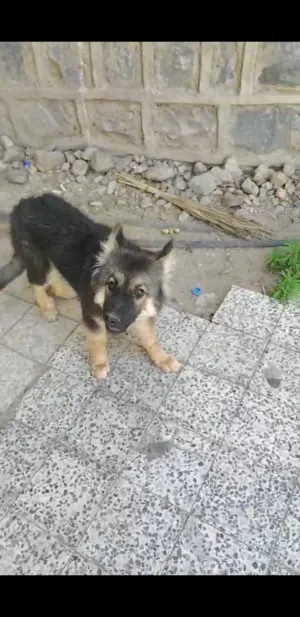 جروه جيرمن حاجه فخمه توب