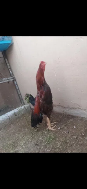 ديك باكستاني سندي