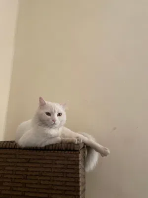 قط شيرازي ذكر للتبني