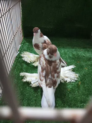 حمام شقلاب هزاز