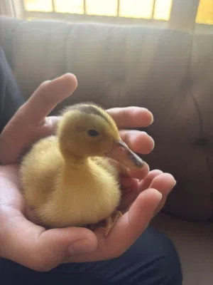 بطه للبيع في اربد