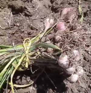 الثوم العماني و البصل العماني