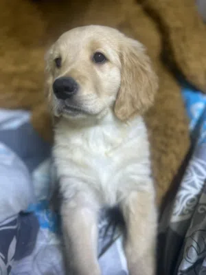 Golden retriever puppies for adoption 2000 AED